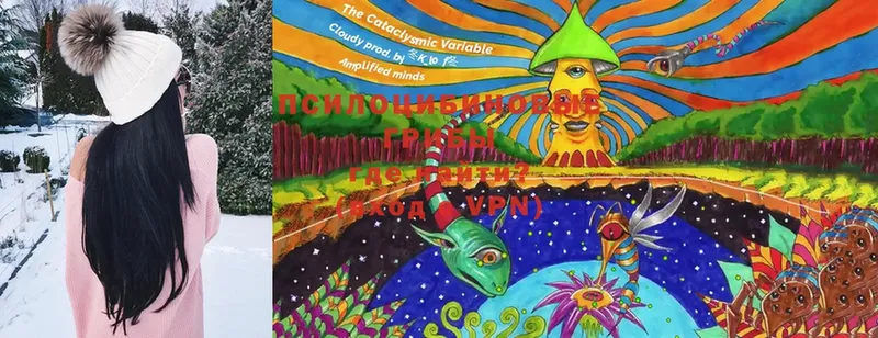 где купить Великие Луки Галлюциногенные грибы GOLDEN TEACHER
