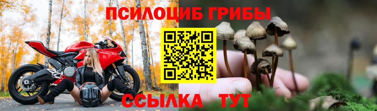 Псилоцибиновые грибы прущие грибы  Великие Луки 